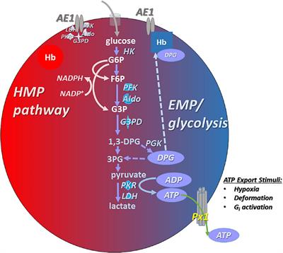 Generation and Export of Red Blood Cell ATP in Health and Disease